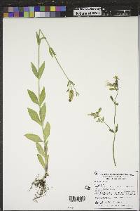 Silene latifolia image