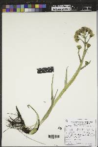 Petasites frigidus var. sagittatus image