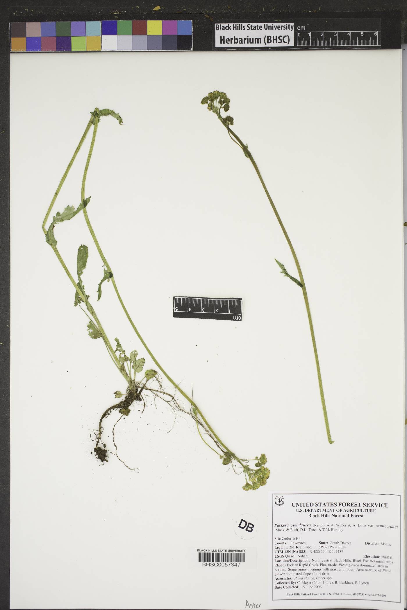 Packera pseudaurea var. semicordata image