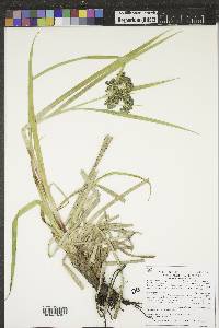 Scirpus microcarpus image