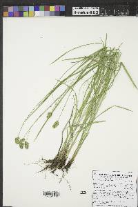 Carex hoodii image