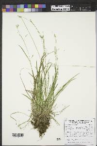 Carex capillaris image