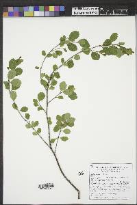 Betula glandulosa image