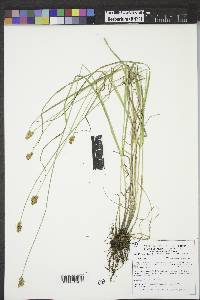 Carex bebbii image