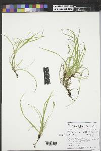 Carex concinna image