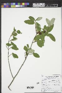 Shepherdia canadensis image