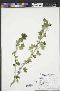 Ribes americanum image