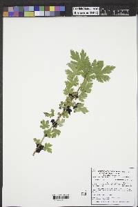 Ribes lacustre image