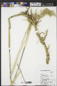 Phragmites australis image