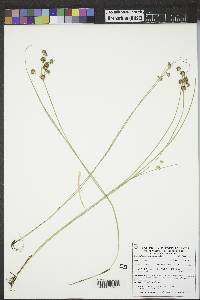 Juncus nodosus image