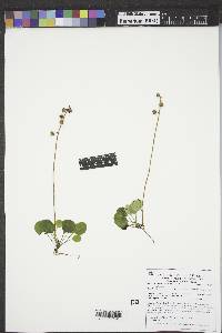 Pyrola chlorantha image