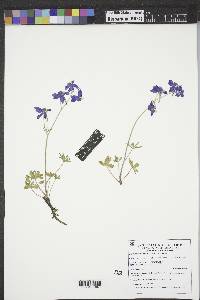 Delphinium bicolor image