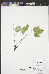 Rubus pubescens image