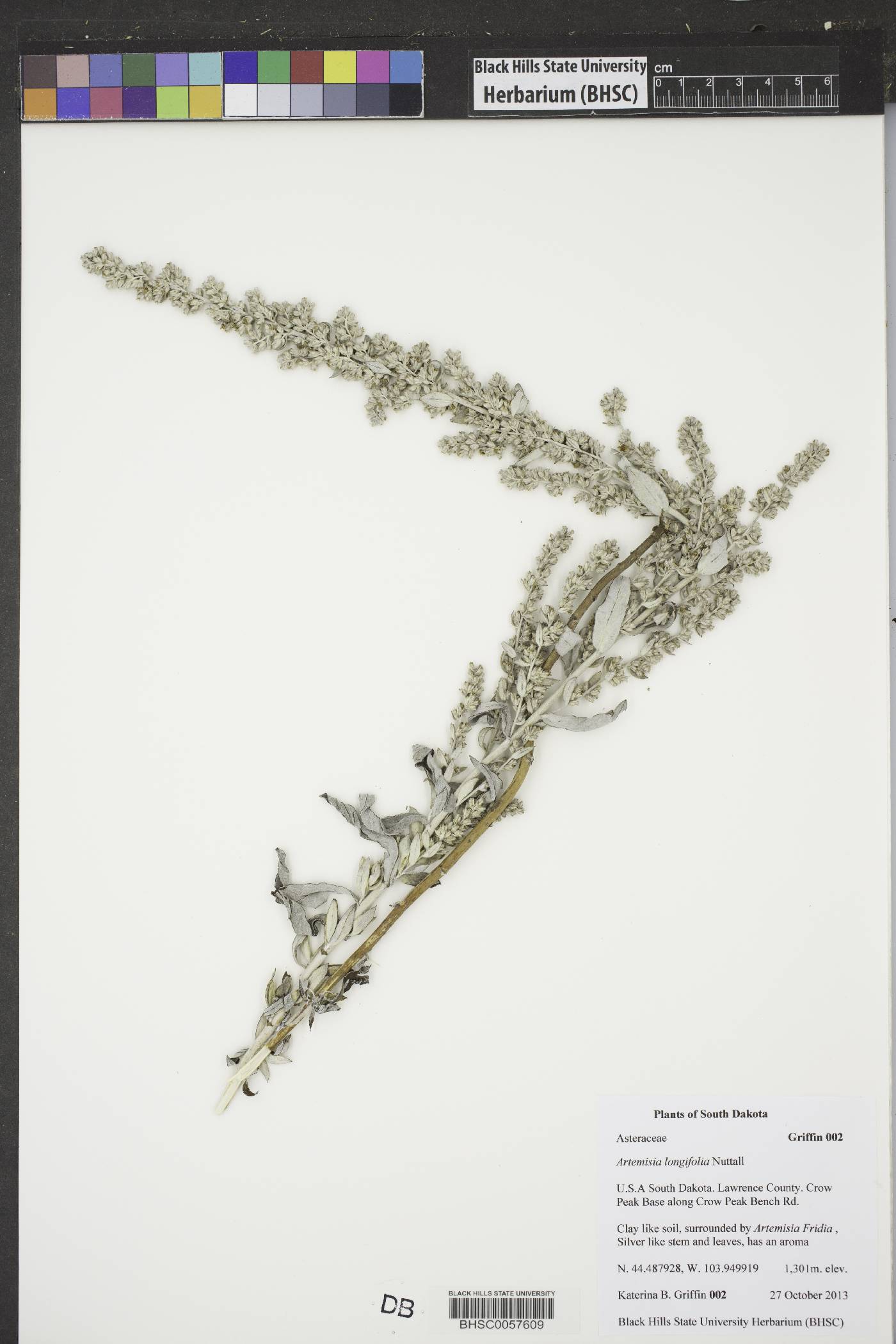 Artemisia longifolia image