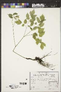 Actaea rubra image