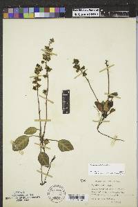 Pyrola picta image