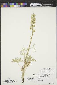 Delphinium carolinianum subsp. virescens image