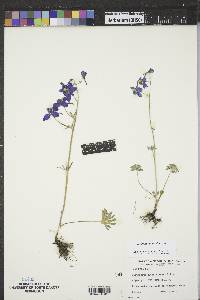 Delphinium nuttallianum image