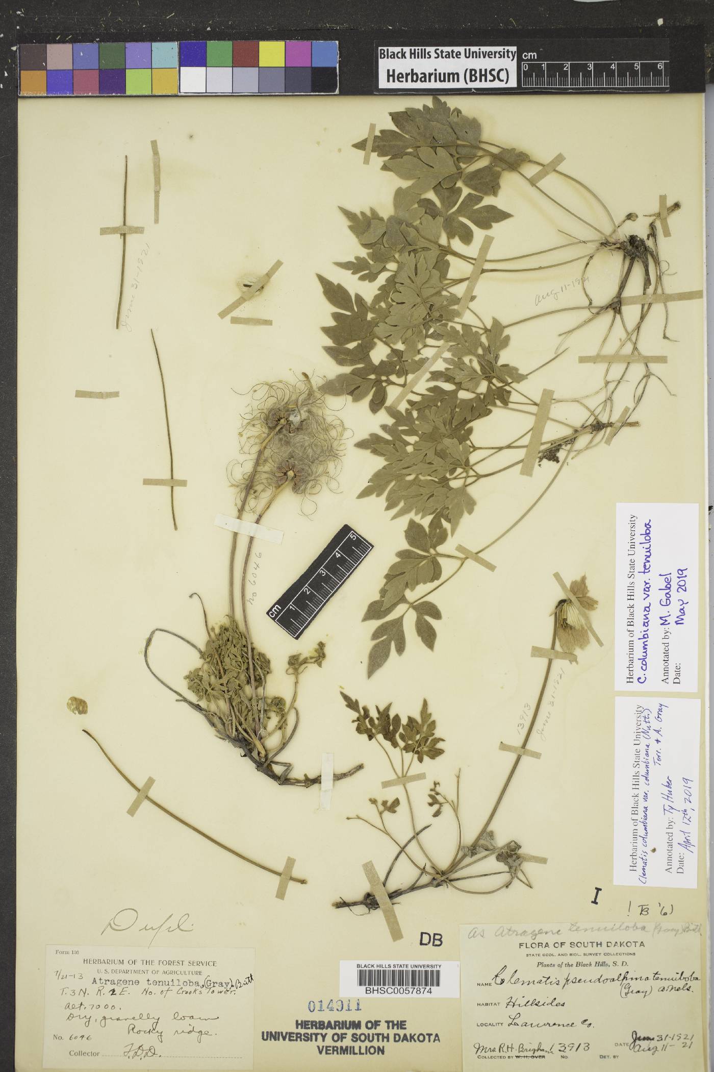 Clematis columbiana var. tenuiloba image