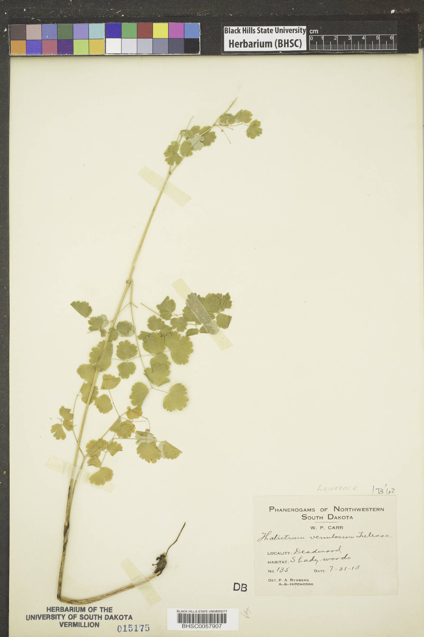 Thalictrum venulosum image
