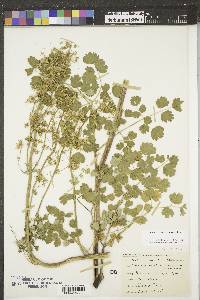 Thalictrum venulosum image