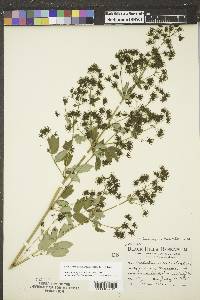 Thalictrum dasycarpum image