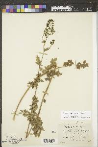 Thalictrum dasycarpum image