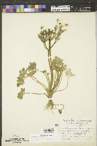 Ranunculus macounii image