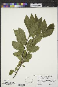 Rhamnus alnifolia image