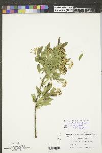 Ceanothus herbaceus image