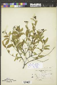 Ceanothus herbaceus image