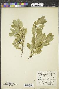 Prunus pumila image