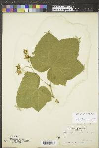 Rubus parviflorus image