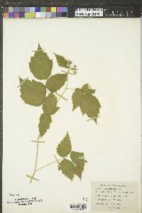 Rubus occidentalis image