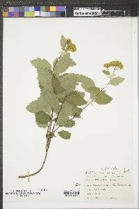 Spiraea betulifolia image