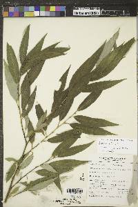 Salix alba image