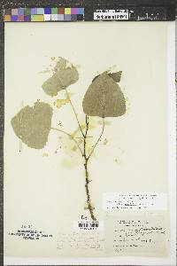 Populus deltoides subsp. monilifera image