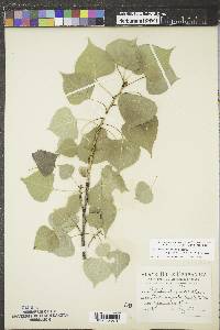 Populus deltoides subsp. monilifera image