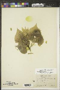 Populus deltoides subsp. monilifera image