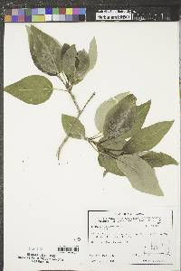 Populus balsamifera image