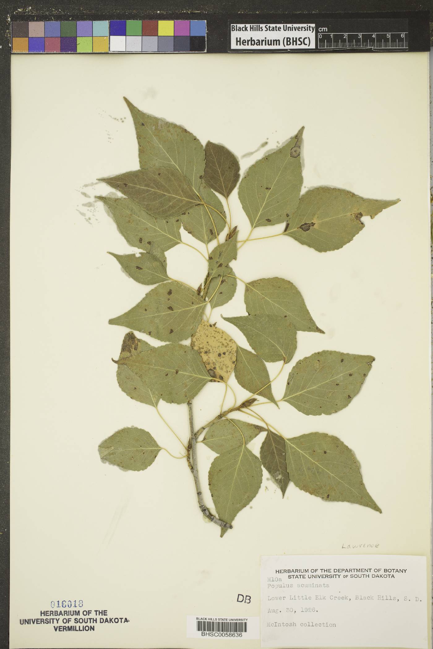 Populus x acuminata image