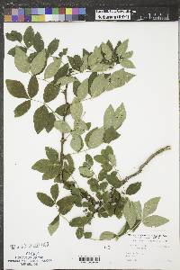 Zanthoxylum americanum image