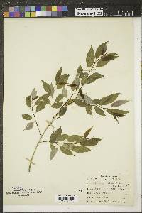 Salix amygdaloides image