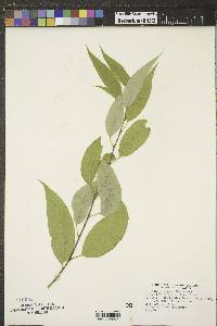 Salix amygdaloides image