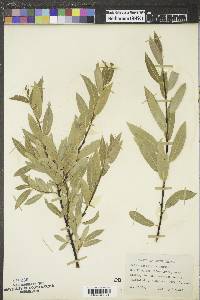 Salix petiolaris image