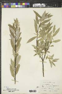 Salix petiolaris image