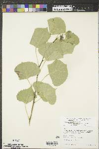 Populus deltoides subsp. monilifera image