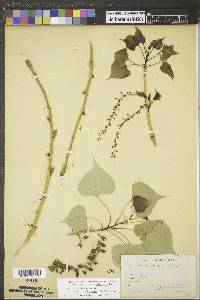 Populus deltoides subsp. monilifera image