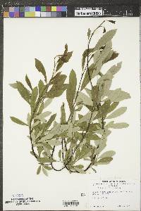 Salix planifolia image