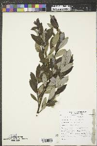 Salix planifolia image